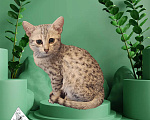 Кошки в Пушкино: Египетские мау из питомника Мальчик, 50 000 руб. - фото 3