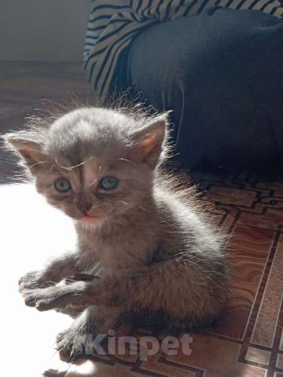 Кошки в Кемерово: Котята 1 месяц, родились 3 августа,  Мальчик, Бесплатно - фото 2