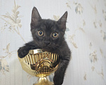 Кошки в Москве: Котенок в поисках семьи Девочка, Бесплатно - фото 5