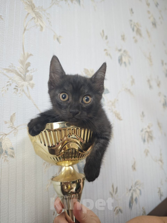 Кошки в Москве: Котенок в поисках семьи Девочка, Бесплатно - фото 5