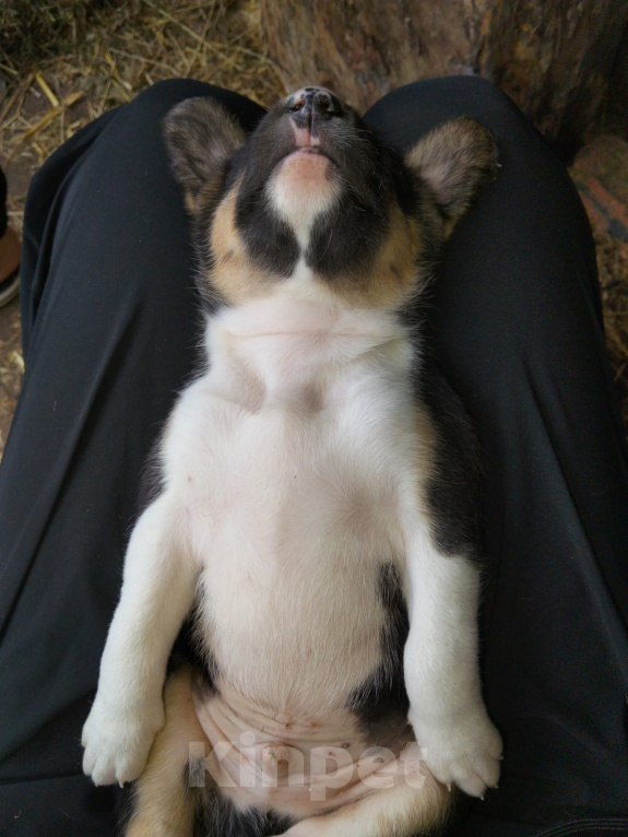 Собаки в Москве: 🐶 Семь очаровательных щенков ищут любящий дом! 🐶 Мальчик, Бесплатно - фото 2