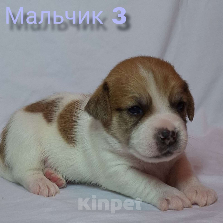 Собаки в Новосибирске: Бронирование щенков Джек-рассел-терьер  Мальчик, Бесплатно - фото 1