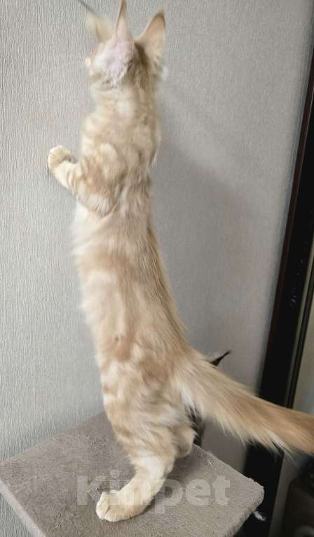 Кошки в Москве: Котята мейн-кун Мальчик, 25 000 руб. - фото 5