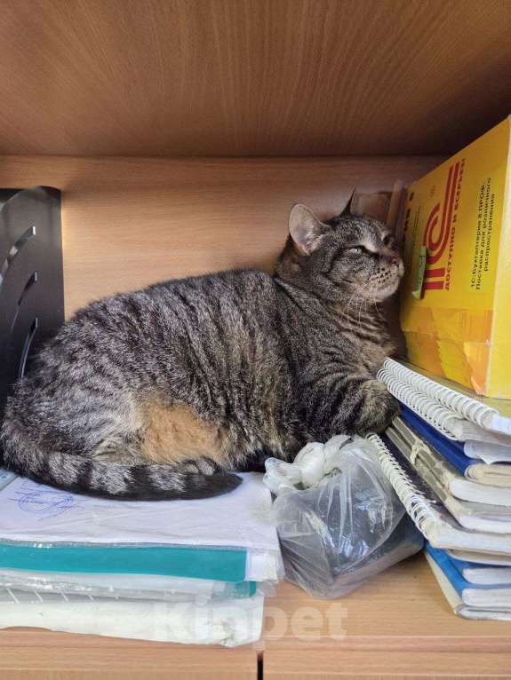 Кошки в Санкт-Петербурге: 🐾 Спокойная и ласковая кошка Стеша Девочка, Бесплатно - фото 1