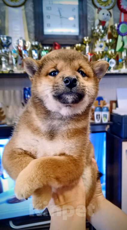 Собаки в других городах Ленинградской области: Великолепные щенки породы Сиба-ину Мальчик, Бесплатно - фото 4