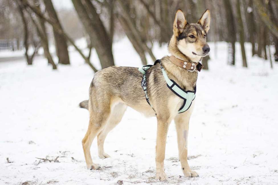 Собаки в Москве: Очаровательная дружелюбная Авери в поисках дома Девочка, Бесплатно - фото 4