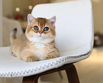 Кошки в Владивостоке: Британский котенок Мальчик, 80 000 руб. - фото 1