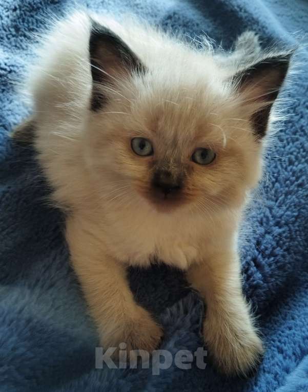 Кошки в Саратове: Продам котят Девочка, 5 000 руб. - фото 4