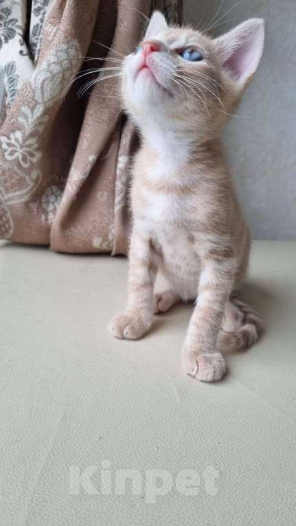 Кошки в Санкт-Петербурге: Котенок рыжий бежевый львенок 2 месяца Мальчик, Бесплатно - фото 9