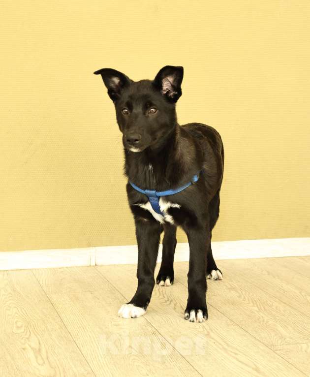 Собаки в Москве: Щенок бесплатно в Москве Мальчик, Бесплатно - фото 6