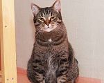 Кошки в Калуге: Барсик – само обаяние, полосатый позитив. Молодой кот в добрые руки. Мальчик, Бесплатно - фото 2