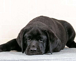 Собаки в Самаре: Лабрадор-ретривер Мальчик, 50 000 руб. - фото 1