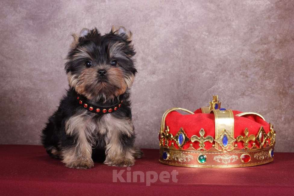 Собаки в Москве: Йоркширский сладкий курносик Синабон РКФ Мальчик, 55 000 руб. - фото 2