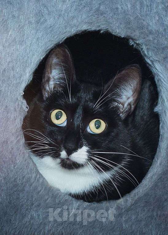 Кошки в Москве: Целый год Клякса живет в Зооцентре. Ну где же семья для малютки? Девочка, Бесплатно - фото 3