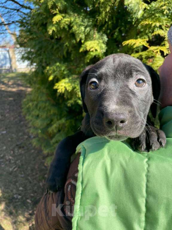 Собаки в Москве: Щенки Американского питбультерьера Мальчик, 40 000 руб. - фото 3