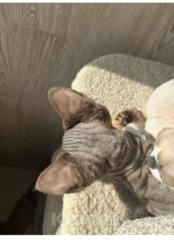 Кошки в Москве: Девон-рекс от чемпиона Разнополые, 80 000 руб. - фото 4