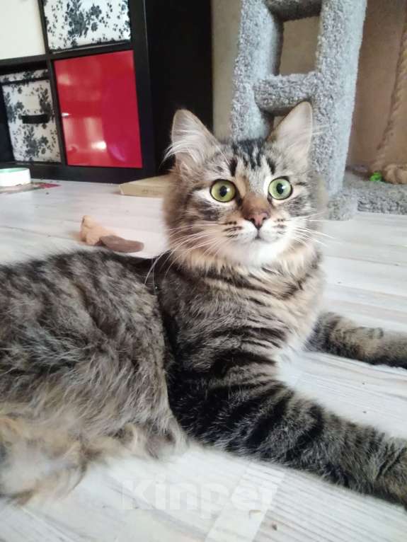 Кошки в Санкт-Петербурге: Молодая кошечка зеленоглазка Девочка, Бесплатно - фото 6