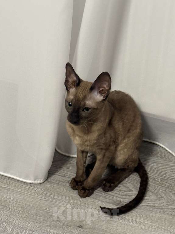 Кошки в Иваново: Котенок девочка породы Корниш-рекс Девочка, 25 000 руб. - фото 2