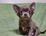 Собаки в Наро-Фоминске: Щенок чихуахуа лиловая девочка Девочка, 60 000 руб. - фото 1