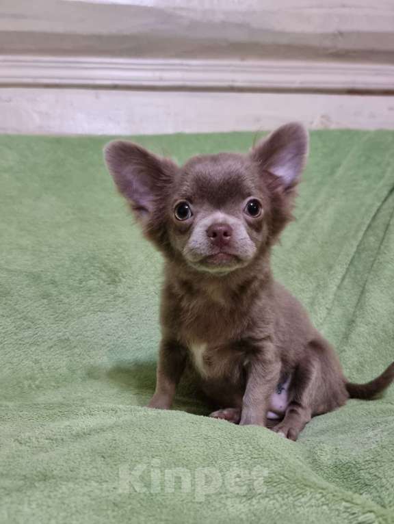 Собаки в Наро-Фоминске: Щенок чихуахуа лиловая девочка Девочка, 60 000 руб. - фото 1