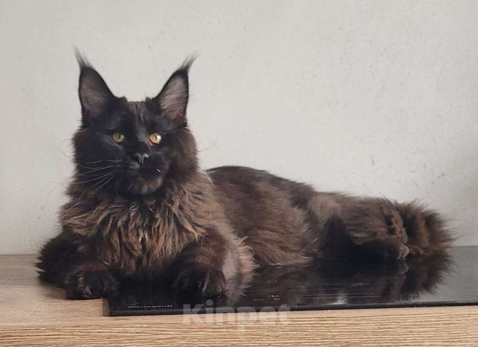 Кошки в Москве: Котенок мейн-кун  Мальчик, 45 000 руб. - фото 5