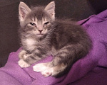 Кошки в Томске: Котёнок в добрые руки Девочка, Бесплатно - фото 9
