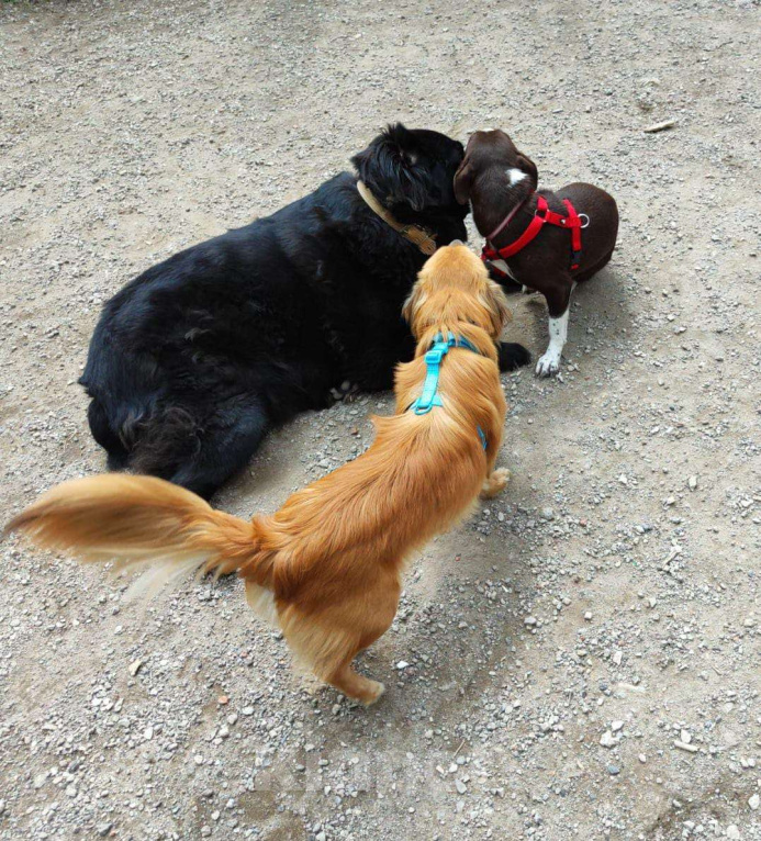 Собаки в Москве: Нежный пёс Рыжик ищет семью Мальчик, 12 руб. - фото 3