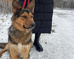 Собаки в Звенигороде: Ласка ищет семью  Девочка, 100 руб. - фото 1