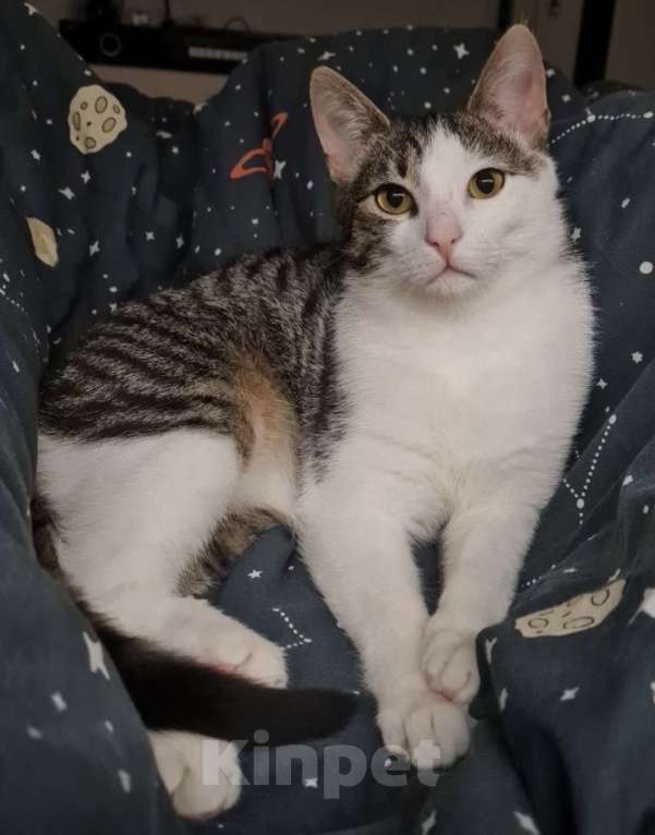 Кошки в Санкт-Петербурге: Корсик ждет своего Человека Мальчик, Бесплатно - фото 2