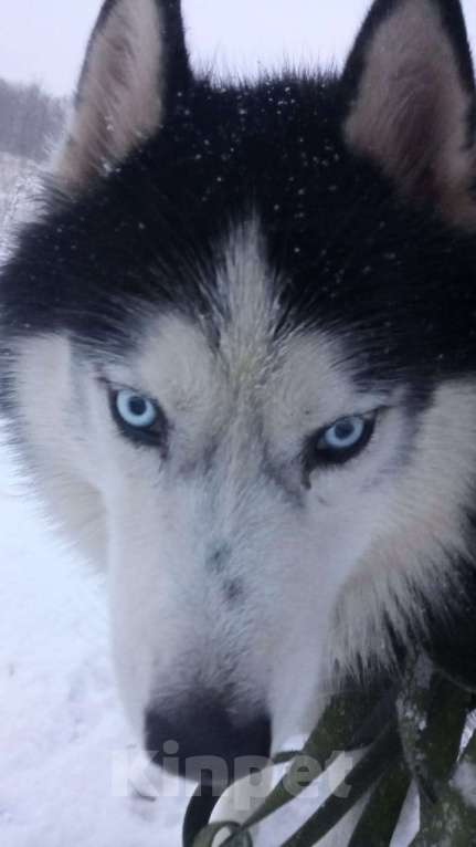 Собаки в других городах Тульской области: Пропал Бард хаски Мальчик, 5 000 руб. - фото 2