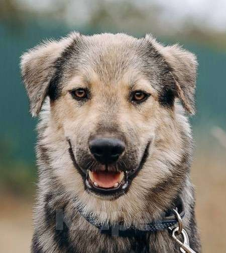 Собаки в Москве: Алмаз ищет семью,9 мес,Привит Мальчик, Бесплатно - фото 2