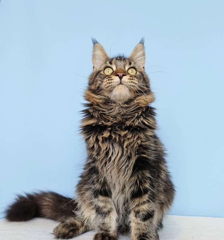 Кошки в Москве: Котёнок Мейн-Кун из питомника Мальчик Мальчик, 30 000 руб. - фото 7