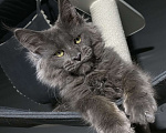 Кошки в Москве: Шикарный котик Мейн Кун Мальчик, 50 000 руб. - фото 6