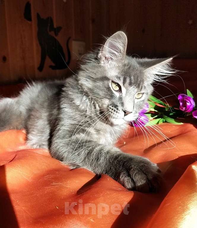 Кошки в Челябинске: КОТЕНОК МЕЙН-КУН ПОЛИДАКТ Мальчик, Бесплатно - фото 7