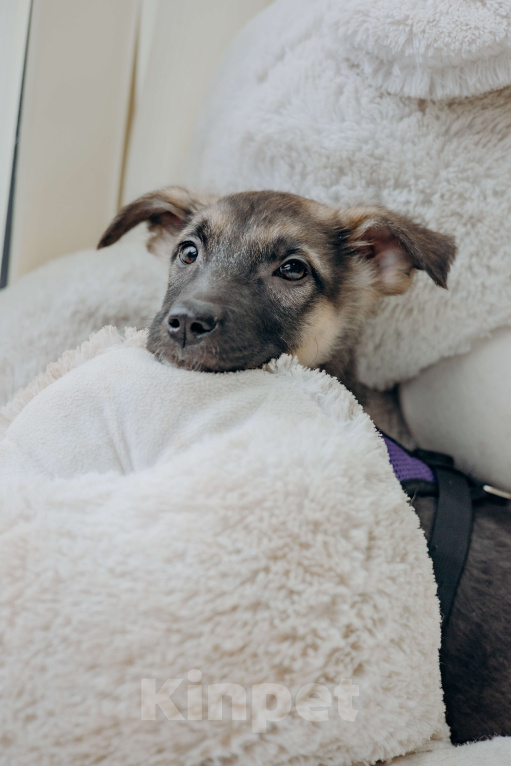 Собаки в Москве: Щенок девочка из приюта ищет дом Девочка, Бесплатно - фото 6