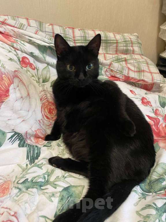 Кошки в Москве: Мы стали не нужны... Девочка, Бесплатно - фото 5