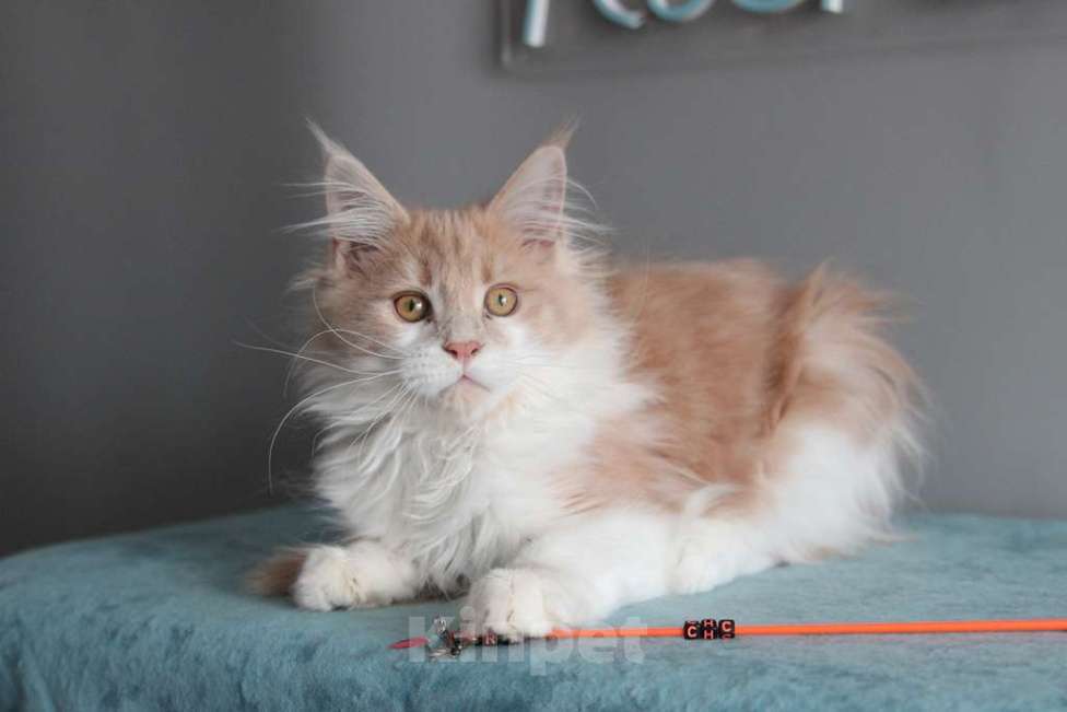 Кошки в Екатеринбурге: Рогнеда - котенок мейн-кун Девочка, 10 000 руб. - фото 1