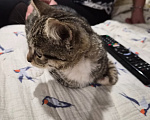 Кошки в Москве: Котёнок в добрые руки Девочка, Бесплатно - фото 5