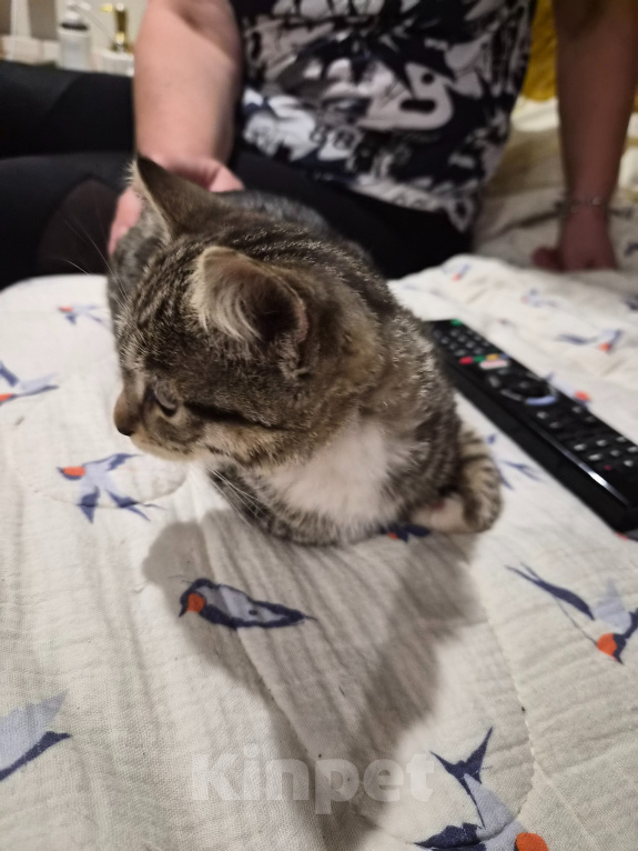 Кошки в Москве: Котёнок в добрые руки Девочка, Бесплатно - фото 5