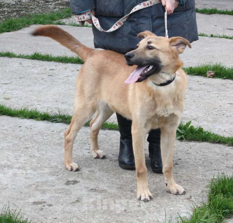 Собаки в Москве: Умный, жизнерадостный, добрый подросток Рэм в поисках своей родной семьи  Мальчик, Бесплатно - фото 7