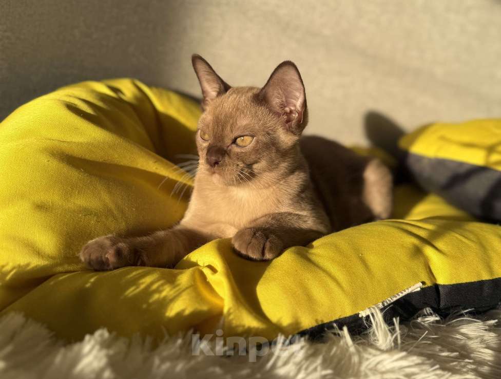 Кошки в Москве: Бурманский котенок мальчик Мальчик, 80 000 руб. - фото 1