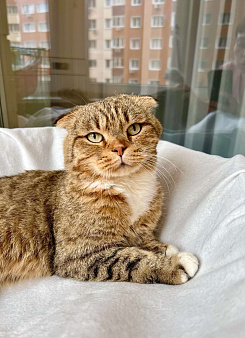 Объявление: Вислоухий котик Оскар ищет дом, в добрые руки , Бесплатно, Москва