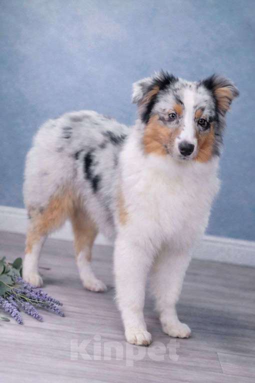 Собаки в Туле: Щенки австралийской овчарки Девочка, 40 000 руб. - фото 7