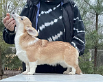 Собаки в Дубне: Девочка Вельш-корги пемброк от отца Интерчемпиона  Девочка, 70 000 руб. - фото 1