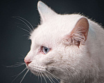 Кошки в Клине: Снежок - уникальный котик Мальчик, Бесплатно - фото 2