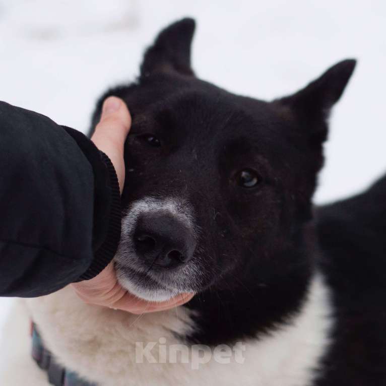 Собаки в Москве: Поппи Девочка, Бесплатно - фото 3