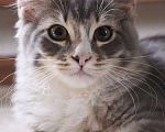 Кошки в Санкт-Петербурге: Маленький аристократ Добрыня, ласковый котенок в добрые руки Мальчик, 10 руб. - фото 2