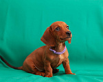 Собаки в Твери: Девочка фиолетовая лента Девочка, 50 000 руб. - фото 4