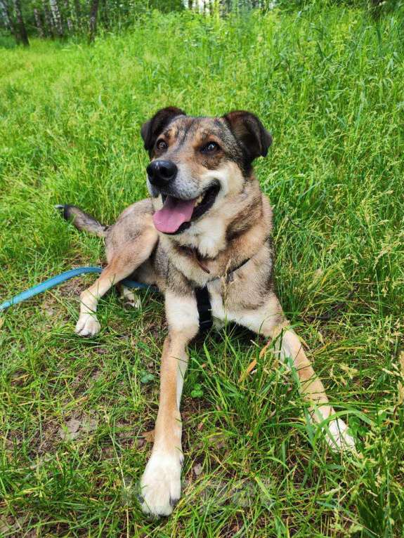 Собаки в Москве: Чаплин Мальчик, Бесплатно - фото 7