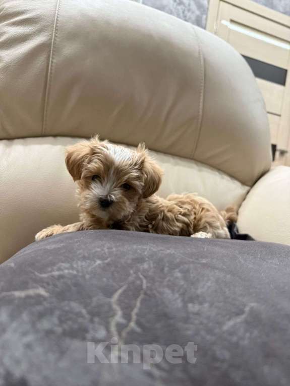 Собаки в других городах Ростовской области: Мальтипу мини Девочка, 150 000 руб. - фото 10